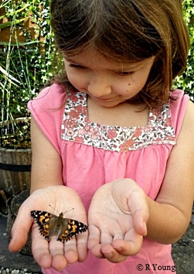 life cycle of a butterfly