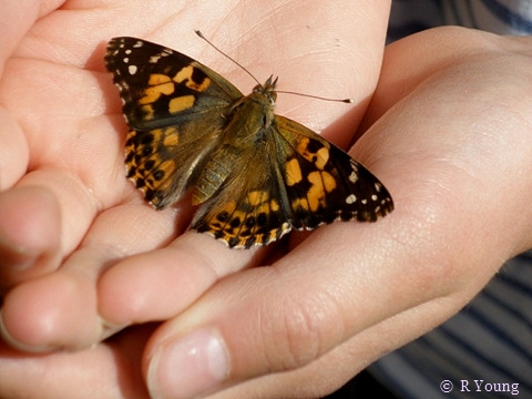 painted lady butterfly