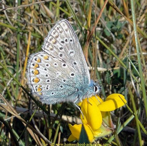 pictures of butterflies