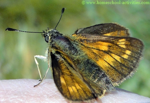 skipper butterfly