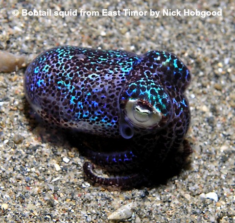 bobtail squid from East Timor