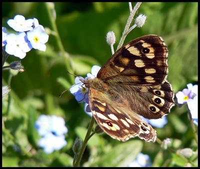 Speckled Wood Butterfly drinking from Forget-me-not flowers