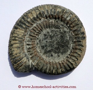 ammonite