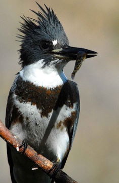Belted Kingfisher