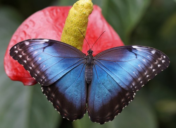 blue morpho butterfly