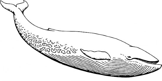 blue whale to color in