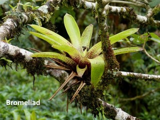 bromeliad