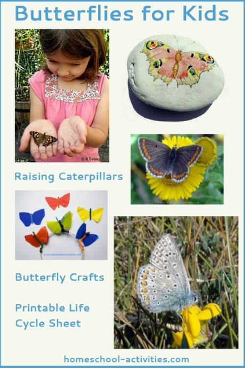 butterflies for kids