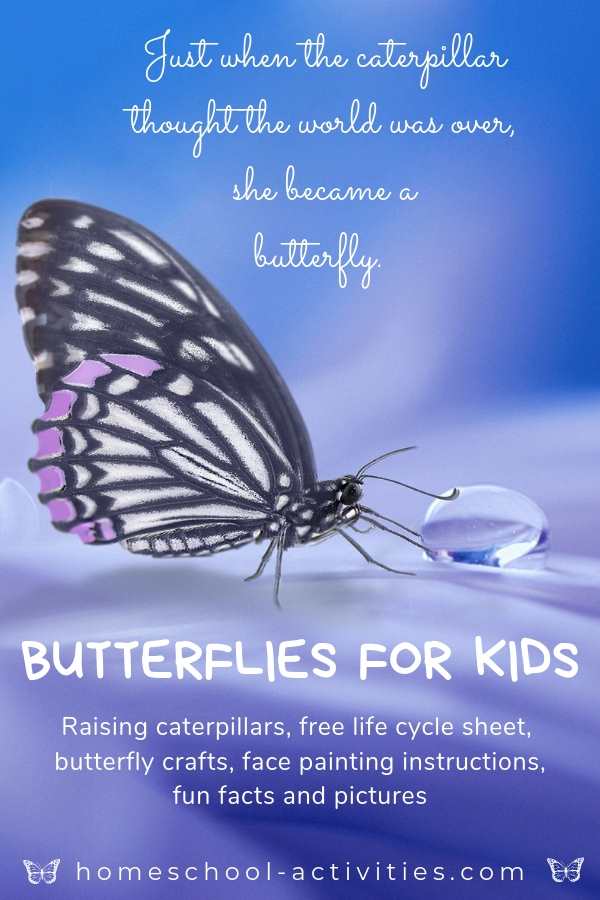 Butterflies for kids