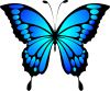 butterfly