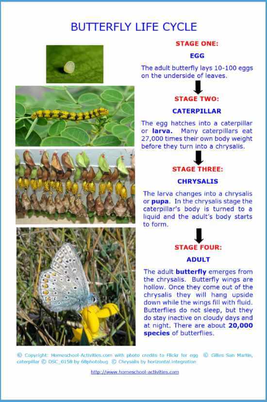 Life Cycle Of A Butterfly: Unit Study, Pictures And Fun Crafts