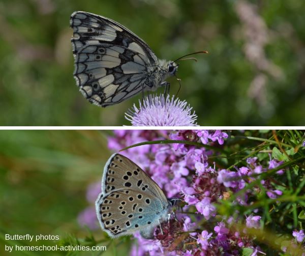 Butterfly pictures of the large blue and marbled white butterflies.