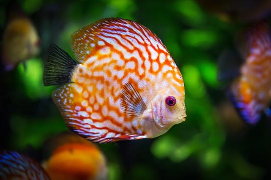 discus fish