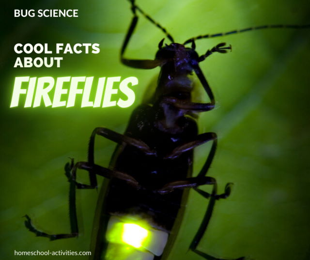 Fascinating facts about fireflies