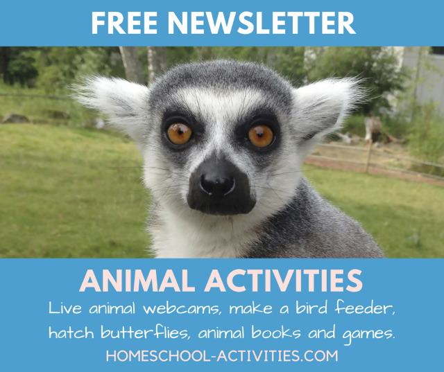 fun animal activities newsletter
