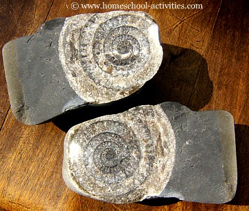 ammonite fossil