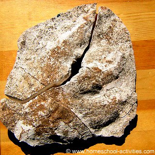 cast of a dinosaur footprint