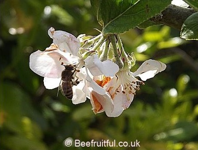 bee on flower