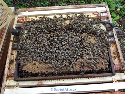 honey bee comb