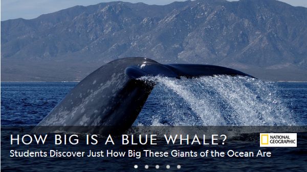 How big is a blue whale?