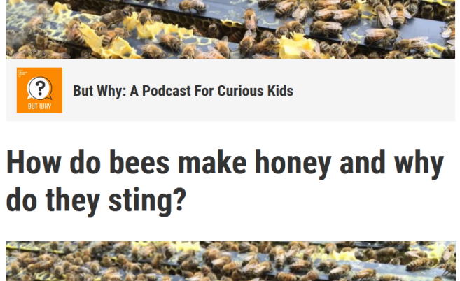 how do bees make honey