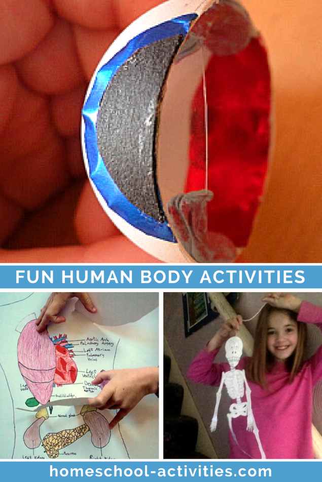 fun human body activities