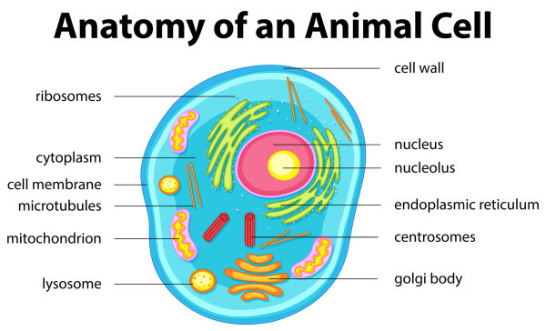 human cell structure