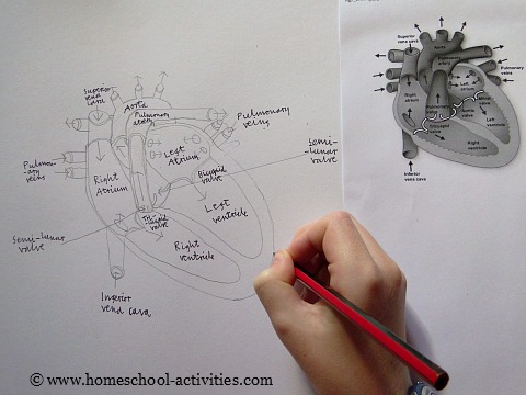 human heart diagram for kids