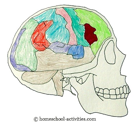 drawing of human skull