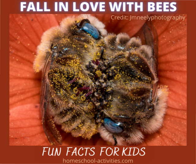 Fun bee facts for kids