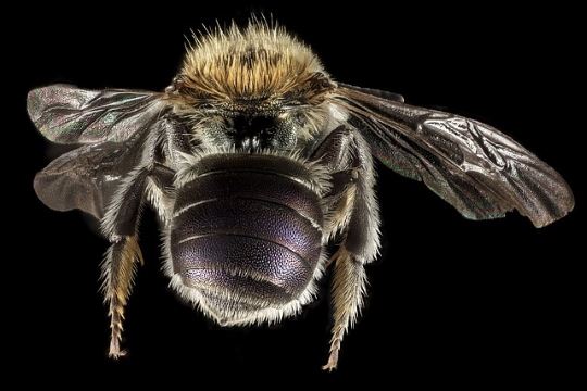 Mason bee