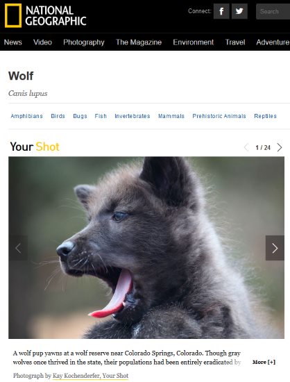 National Geographic wolves article