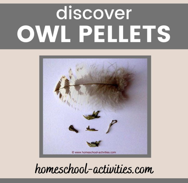 How to do your own Owl Pellet Dissection {Printable Included} 