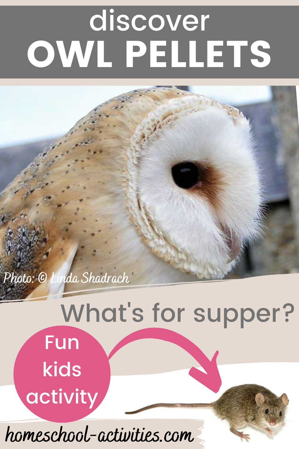 How to do your own Owl Pellet Dissection {Printable Included} 