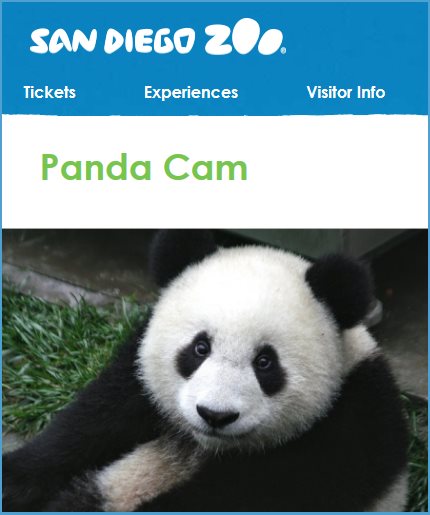San Diego Zoo Panda cam