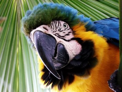 macaw