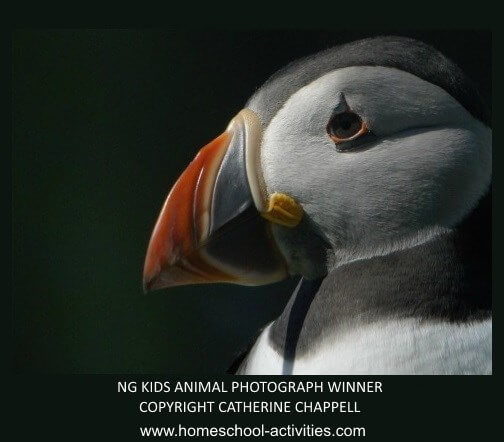 puffin