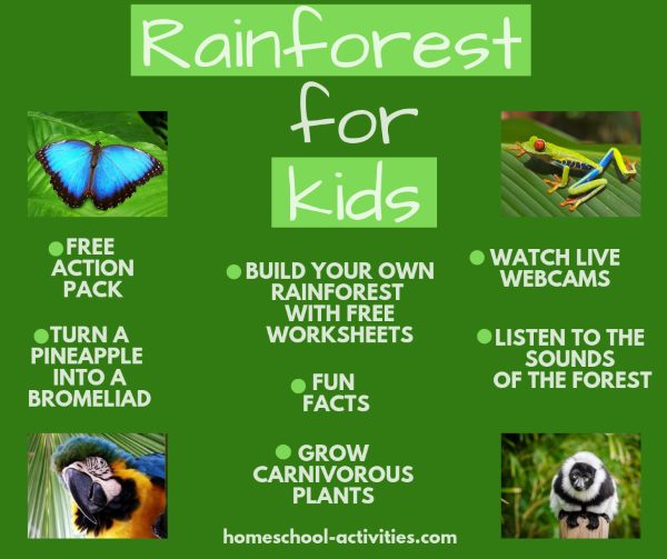 rainforest for kids activities