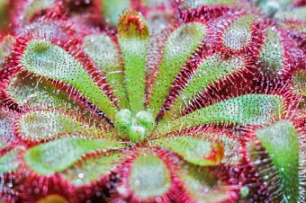 sundew carnivorous plant