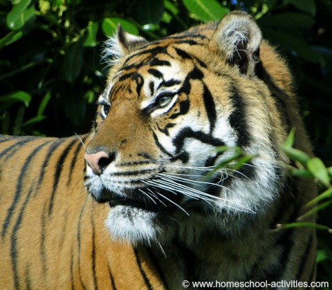 tiger photo taken at Chester Zoo by Catherine