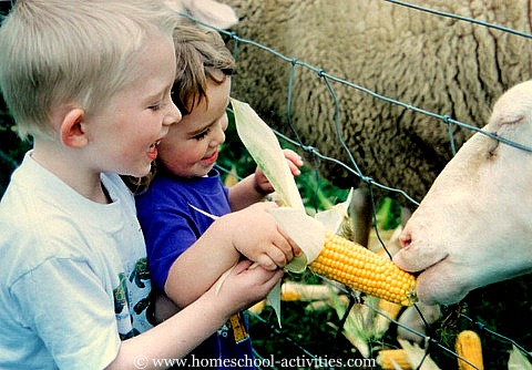 kids at an animal park feeding sheep