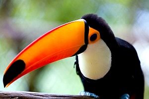 toucan