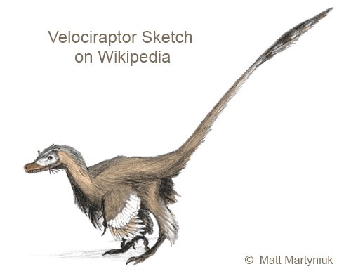 Velociraptor sketch on Wikipedia