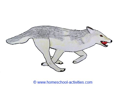 wolf coloring pages