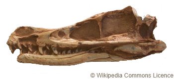 velociraptor skull from Wikipedia