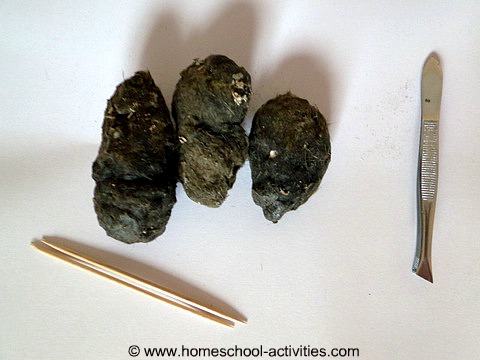 barn owl pellets