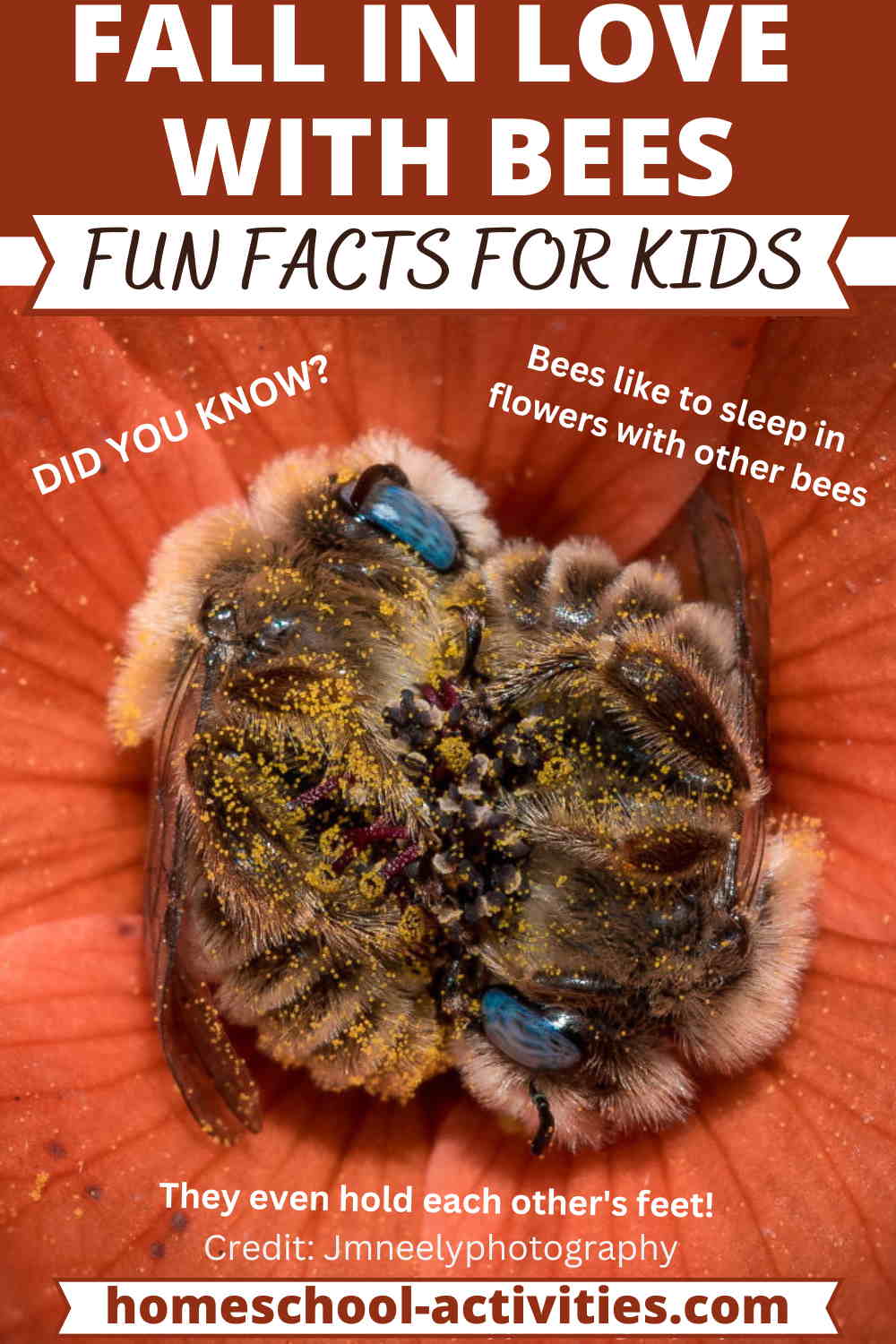 Bee facts for kids and children