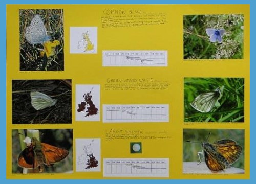 butterfly life cycle high school activities