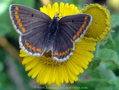 brown argus