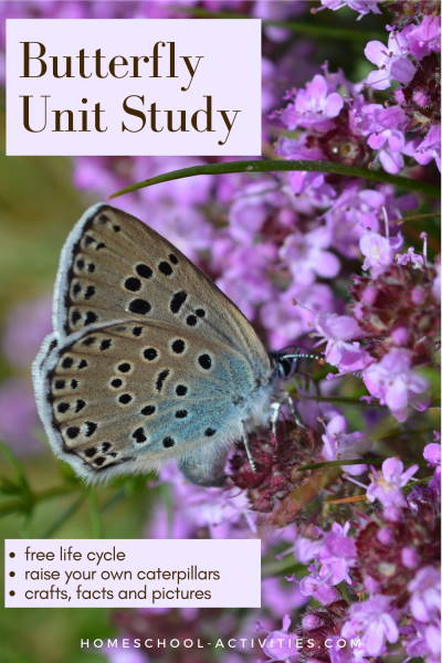 Butterfly Unit Study